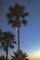 316-8442--8444  Laguna Beach Palm Moon HDR